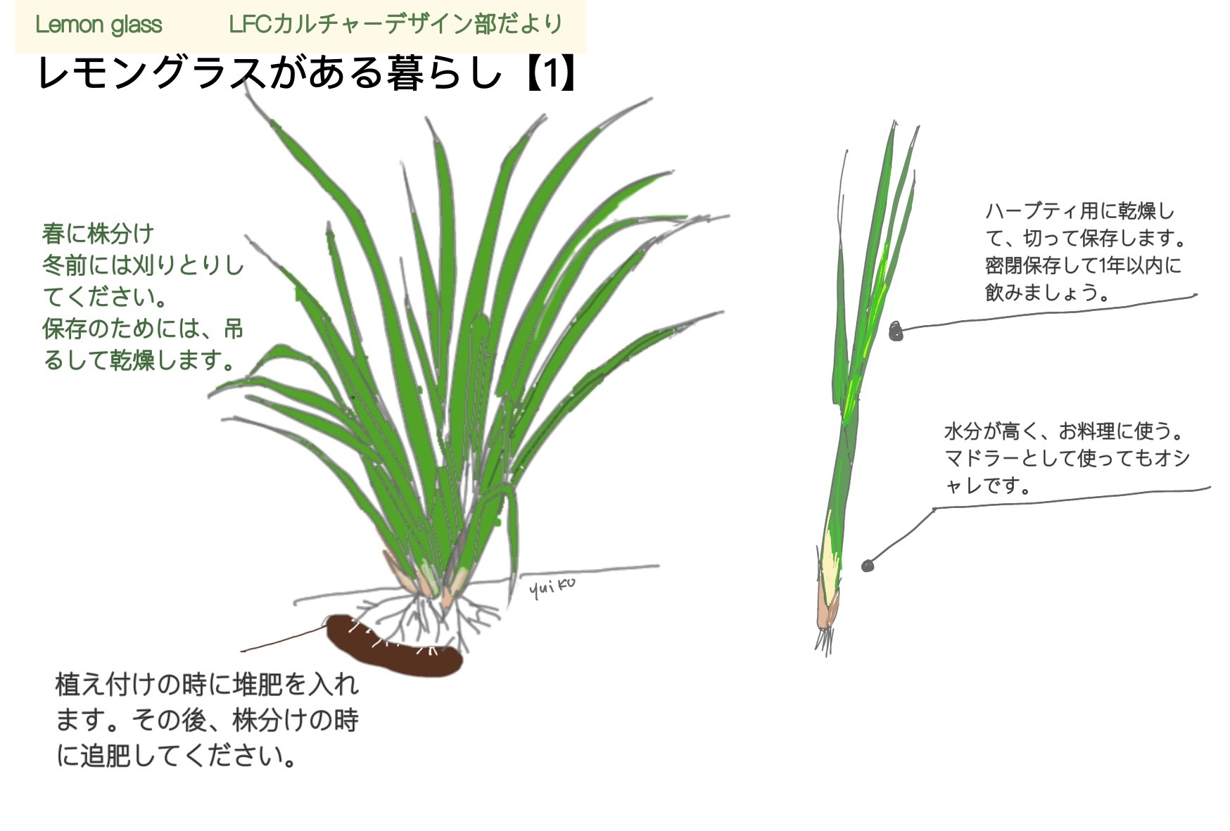 カルチャーデザイン部の循環レシピ　　レモングラスがある暮らし