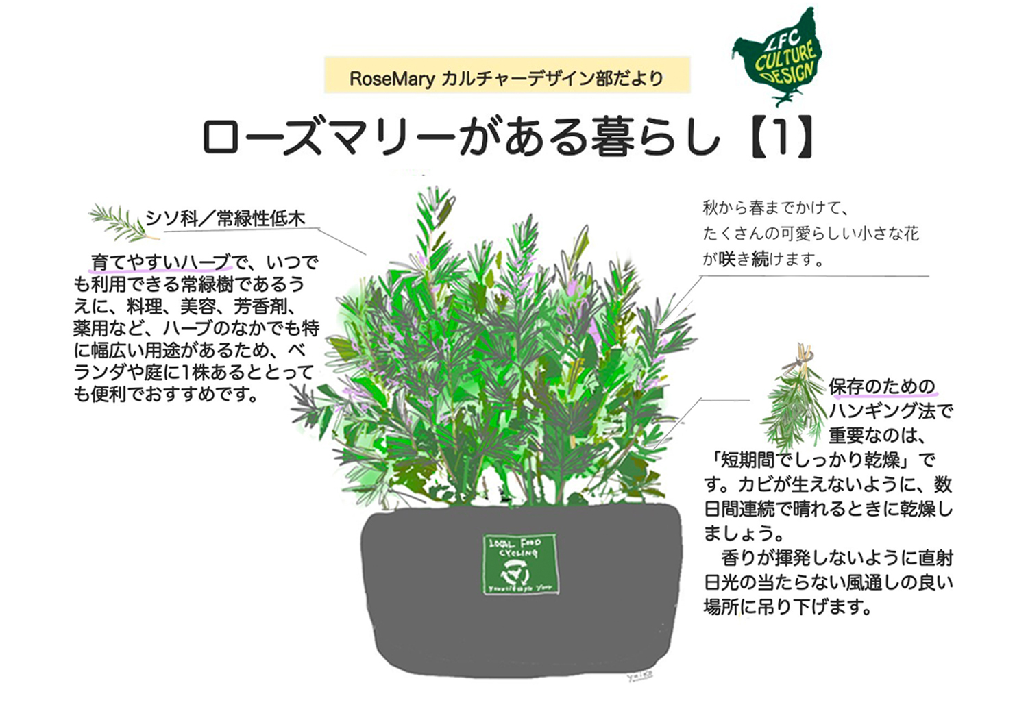 カルチャーデザイン部の循環レシピ　　ローズマリーがある暮らし