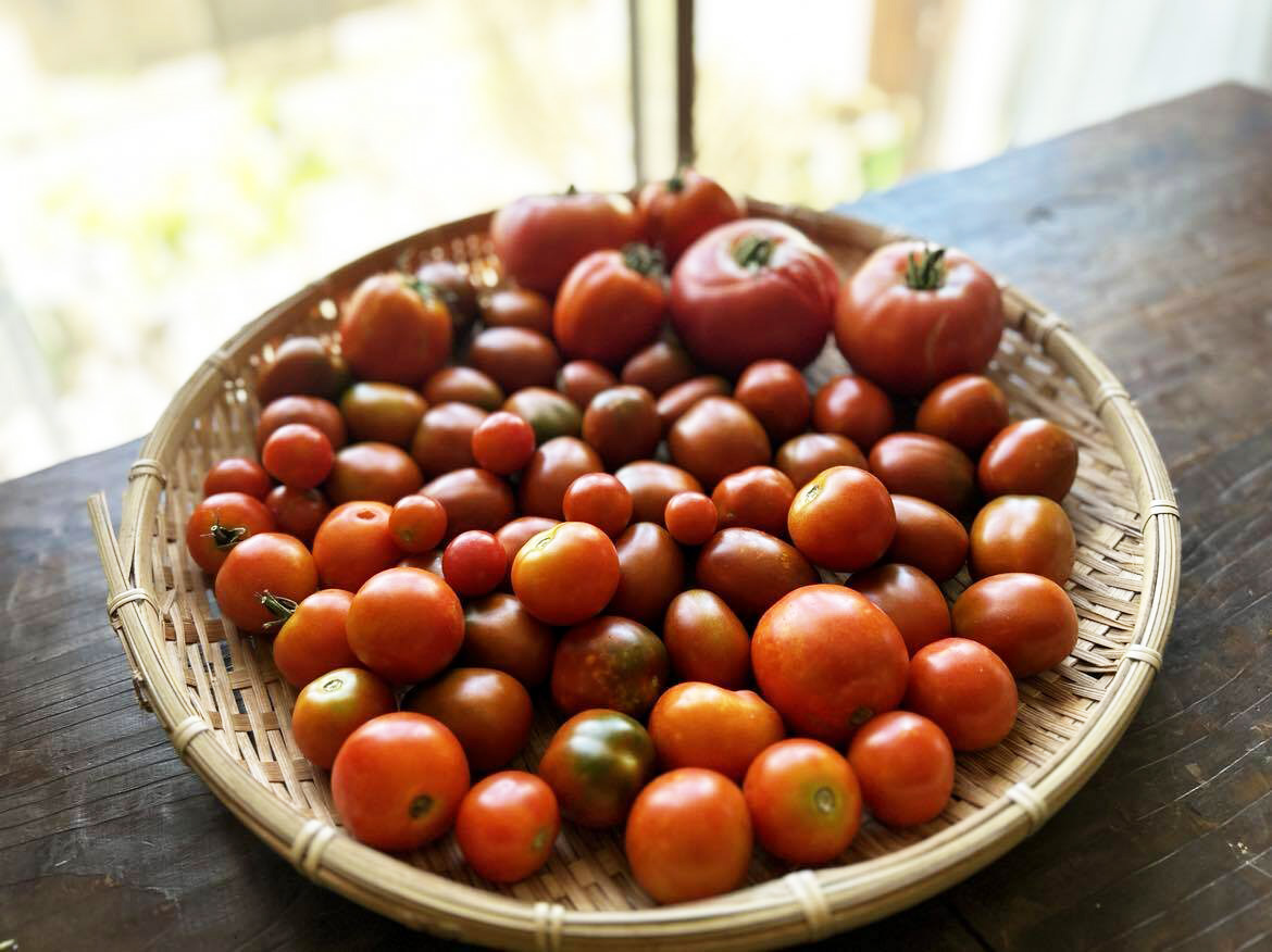 カルチャーデザイン部だより〜夏野菜の代表「ミニトマト」を育てよう〜