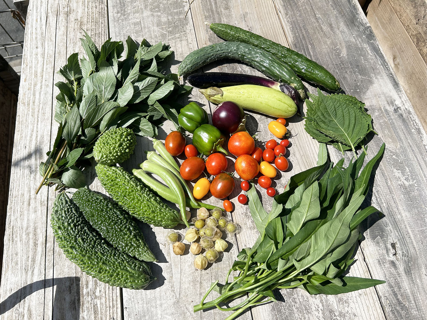 カルチャーデザイン部だより〜夏バテ予防に夏野菜を食べよう〜