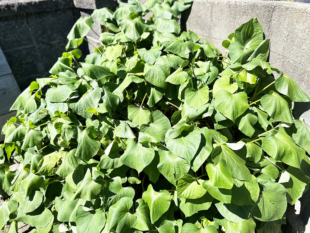 カルチャーデザイン部だより〜芋づるの活用〜