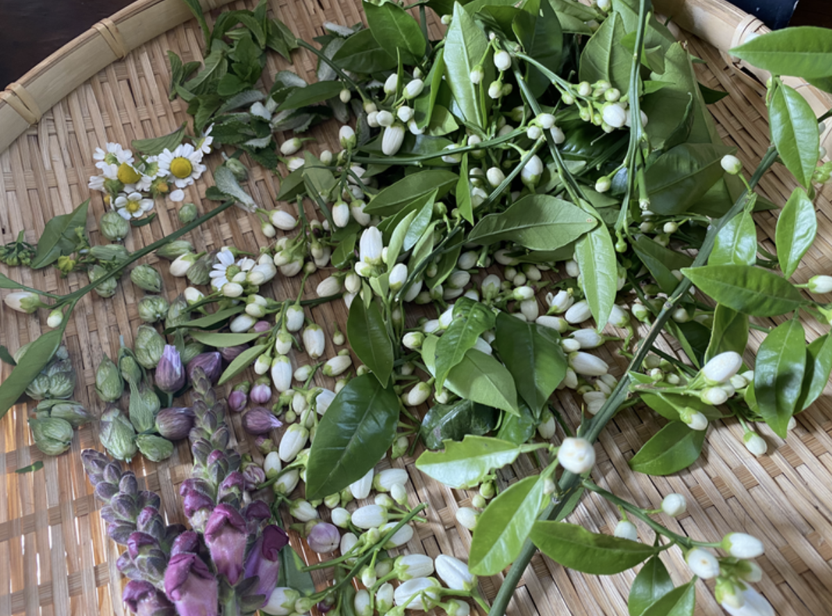 カルチャーデザイン部だより〜新芽やつぼみで作る酵素シロップ